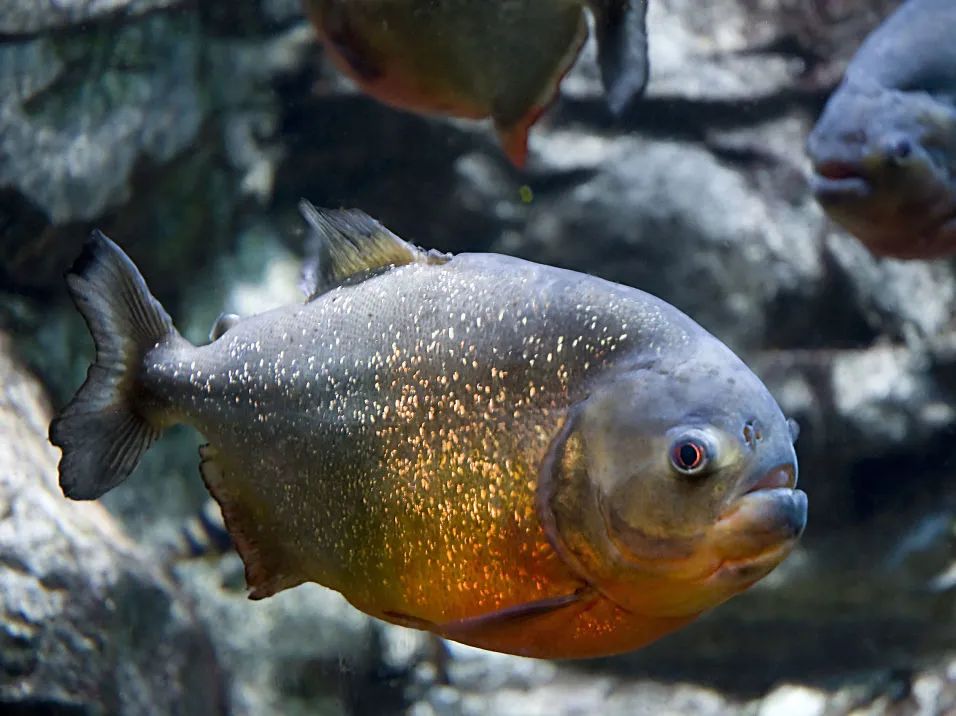 水族美食图片_美食水手图片_美食水族图片高清